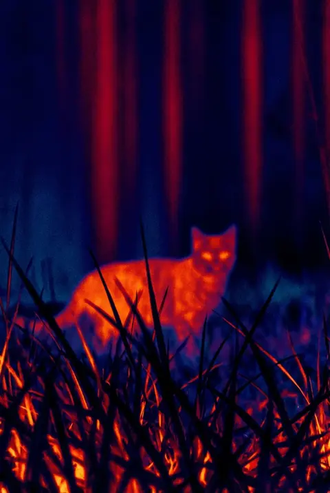 Cat with an Ironbow thermal-inspired palette
