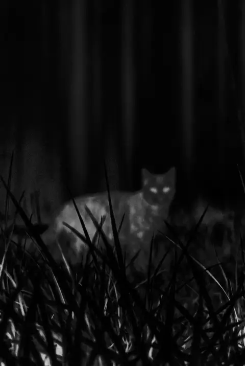 Cat with a monochrome high-contrast filter
