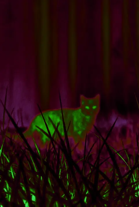 Cat with a green night vision filter